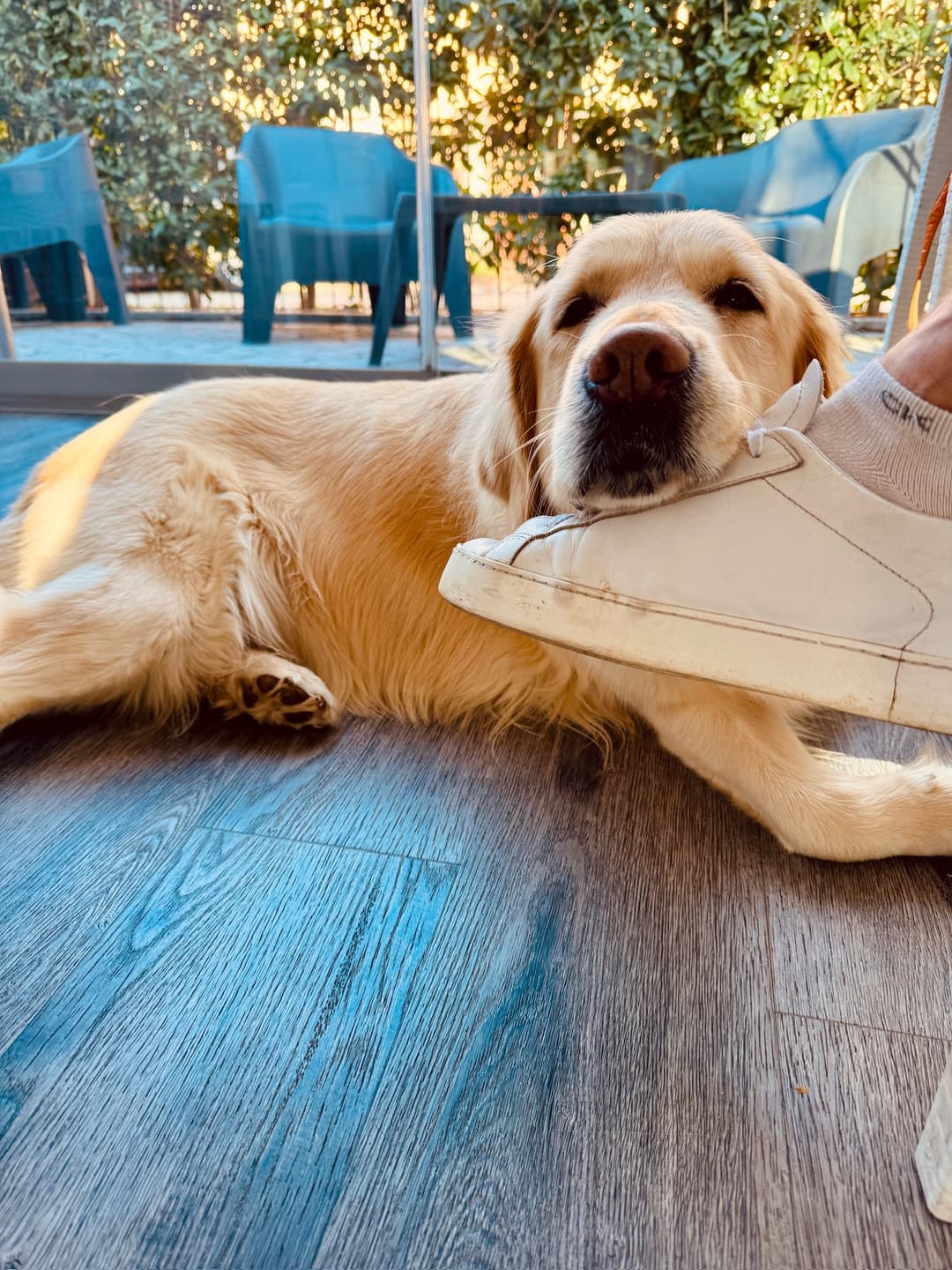 Cane che mangia cibo sano